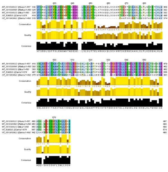 Figure  4.5:  The  ClustalW  2.0.8  multiple  sequence  alignment  of  FAM13B  isoform  1  orthologs