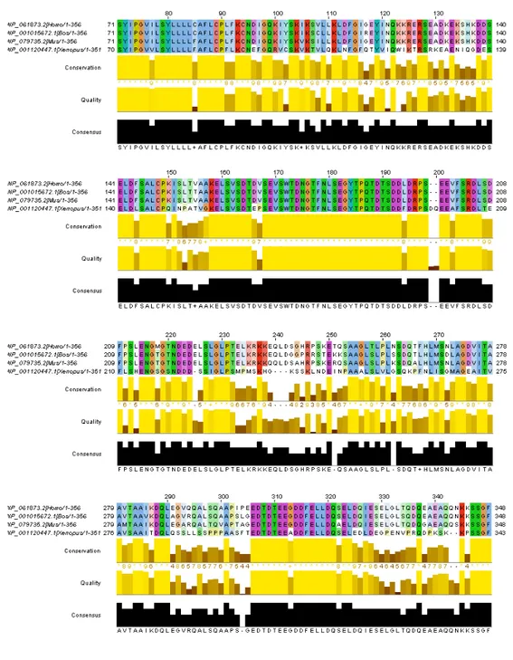 Figure  4.6:  The  ClustalW  2.0.8  multiple  sequence  alignment  of  FAM13B  isoform  2  orthologs.