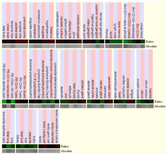 Figure 4.10: Expression data of FAM134B based on the GNF Expression Atlas 2 Data from  U133A and GNF1H Chips