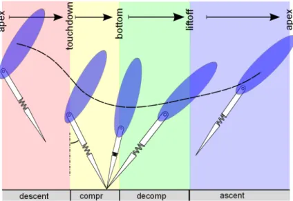 Figure 3.2: All phases and transition events related to the Body-Attached Spring- Spring-Loaded Inverted Pendulum (BA-SLIP) model.