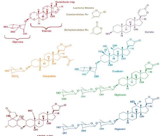 Figure 1.1: Structural representation some cardiac glycosides   (Newman et al, 2008)   