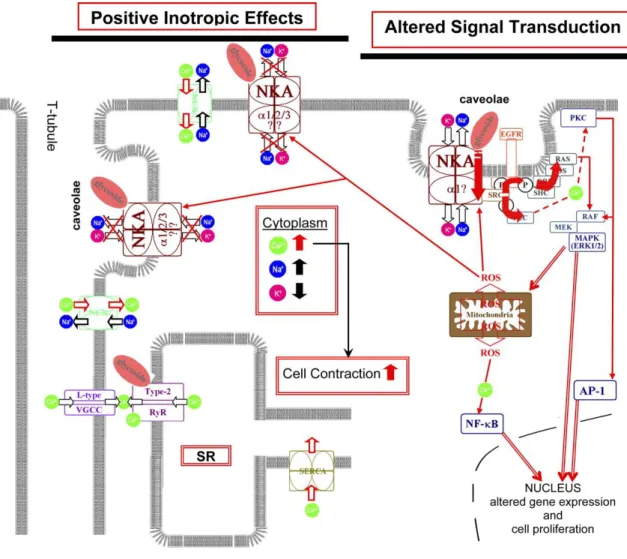 Figure 1.2: Na + ,K + -ATPase Signaling cascade  (Wasserstromet al, 2005)  