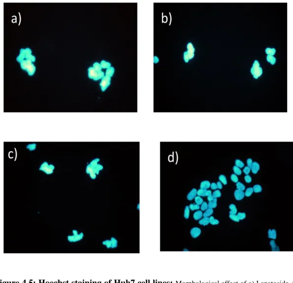 Figure 4.5: Hoechst staining of Huh7 cell lines:  Morphological effect of a) Lanatoside A,  b)  Lanatoside  C,  c)  Glucogitorosid  d)  DMSO  at  2μM  concentrations  were  observed  on  Huh7  cell  lines
