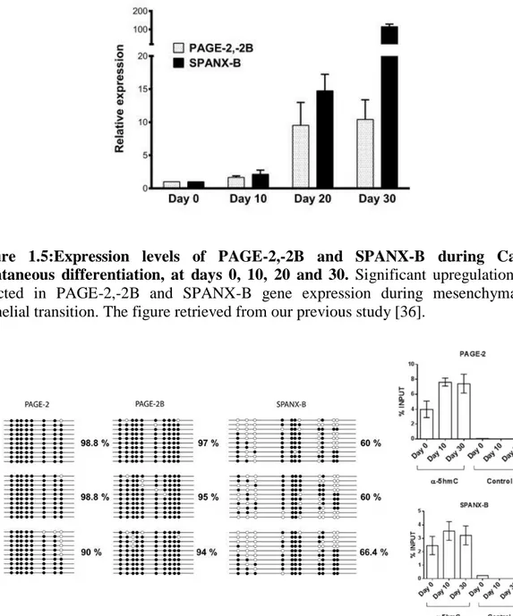Figure  1.5:Expression  levels  of  PAGE-2,-2B  and  SPANX-B  during  Caco-2  spontaneous  differentiation,  at  days  0,  10,  20  and  30