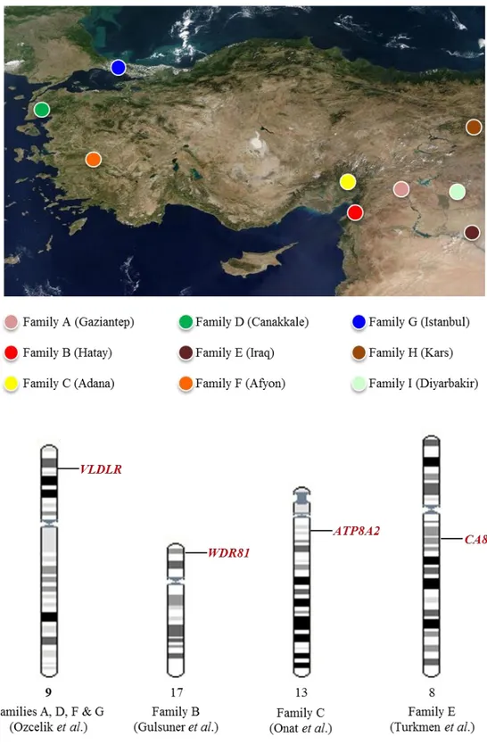 Figure 1.3: Genetic heterogeneity in CAMRQ. Four different loci identified in seven  families  with  CAMRQ,  so  far