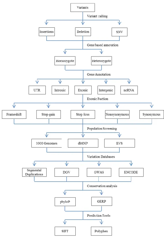 Figure 2.4: Algorithm of the ANNOVAR annotation pipeline. Functional annotation  of  the  variants  carried  out  using  summarize_annovar  script  of  the  ANNOVAR  software package