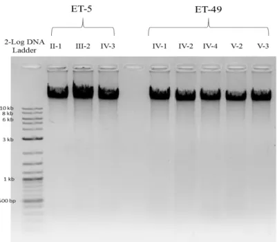 Table 3.2 Concentrations and qualities of DNA samples isolated from ET-5 and ET- ET-49 families 