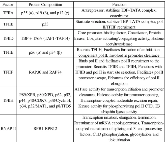 Table 1.1: The elements of human transcription machinery and their functions in general  transcription [13] 