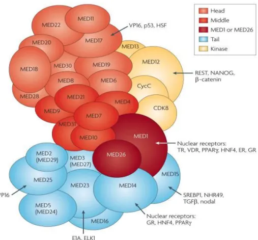 Figure 1.2: Representation of modular structure of Mediator Complex and some distinct  subunits identified for regulatory pathways [50]