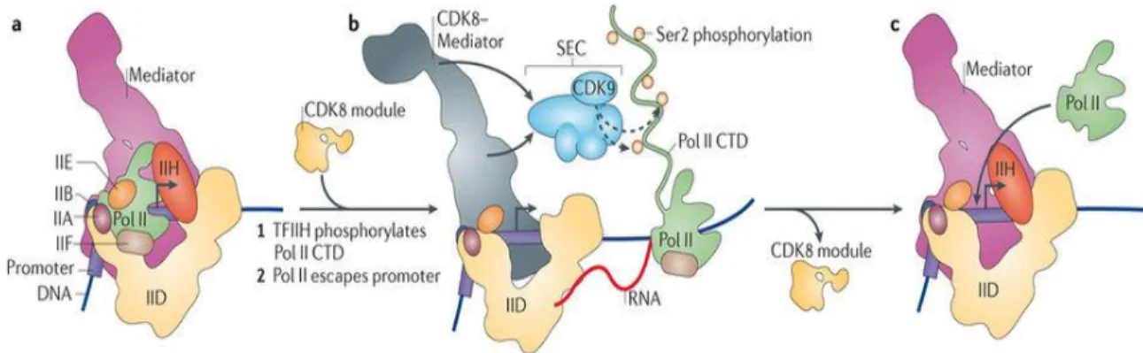 Figure 1.3: Representation of Mediator-dependent Transcription in PIC formation,  initiation and elongation [71]