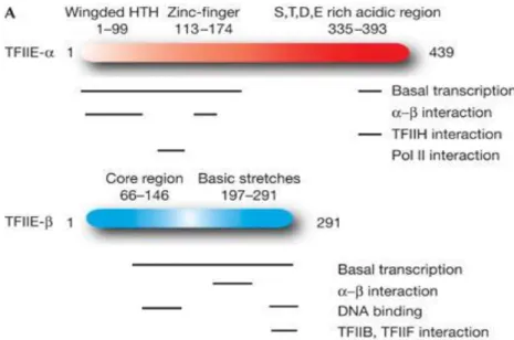 Figure 1.6: The representation of indicated functions of Transcription Factor-Two-E  subdomains according to the computer based studies and predictions [78]