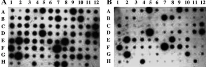Fig. 2. Diﬀerential screening of SSH-selected cDNA clones with for- for-ward (A) and reverse (B) subtracted probes