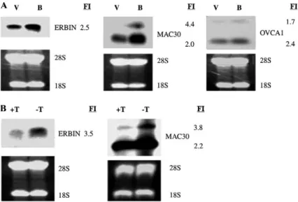 Fig. 3. BRCA1 induces up-regulation of RAD21 and MSH2 in MCF-7 (A, B) and UBR60-bcl2 (C) cells following BRCA1 induction