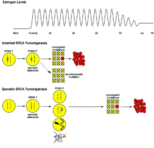 Figure 1:  Relationship between mutation events and formation of breast or  ovarian cancers