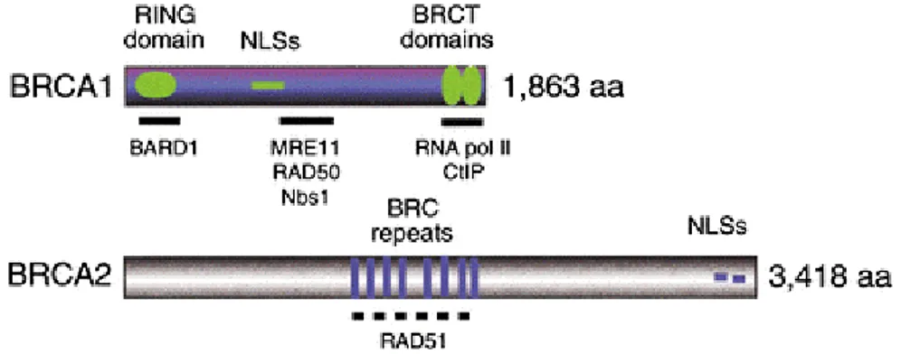 Figure 2: Features of the human BRCA Proteins (Venkitaraman, 2002)  BRCA1  contains an N-terminal RING domain, nuclear localization signals (NLSs), and two  C-terminal BRCT domains of ~110 residues (also found in several proteins with  functions in DNA rep