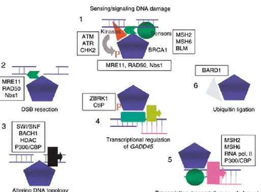 Figure 5: Putative roles of BRCA1 (Venkitaraman, 2002) 