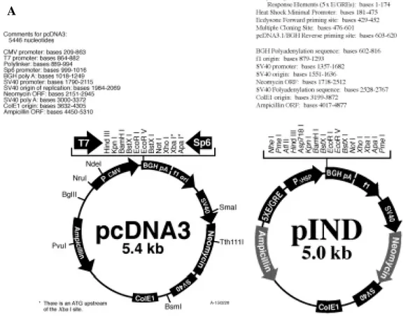 Figure 8:  Multiple cloning sites and properties of vectors    (A) pcDNA3  (Invitrogen) and (B) pIND (Clontech)