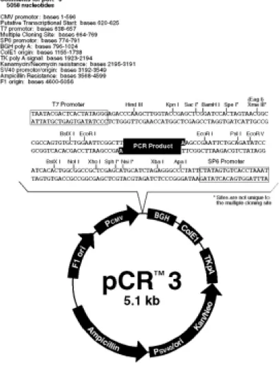 Figure 9: Multiple cloning sites and properties of pCR3 vector (Invitrogen). 