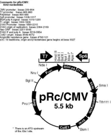 Figure 10: Multiple cloning sites and properties of pRc/CMV vector (Invitrogen). 