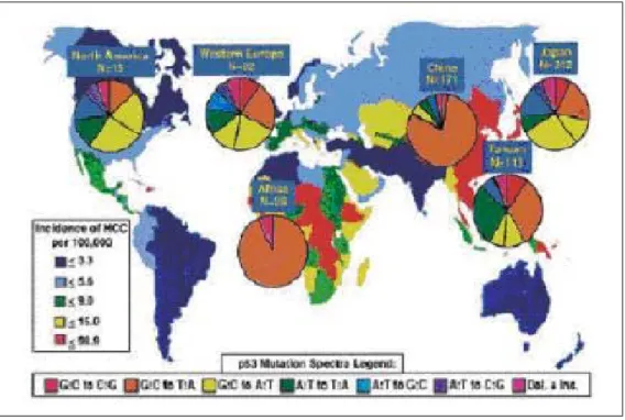 Figure 1.1: Worldwide incidences of HCC. Worldwide incidences of HCC with pie diagrams of  p53mutation patterns for various countries and continents according to the IARC p53 mutation database