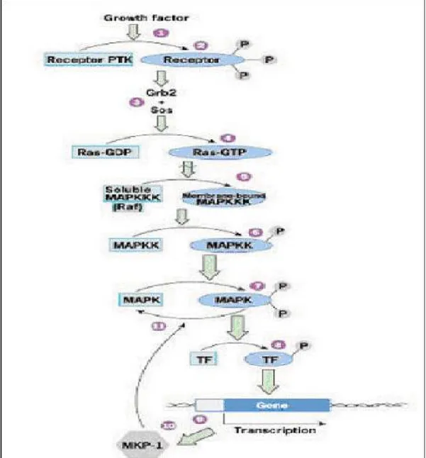 Figure 1.6. MAPK pathway, Karp 2002 