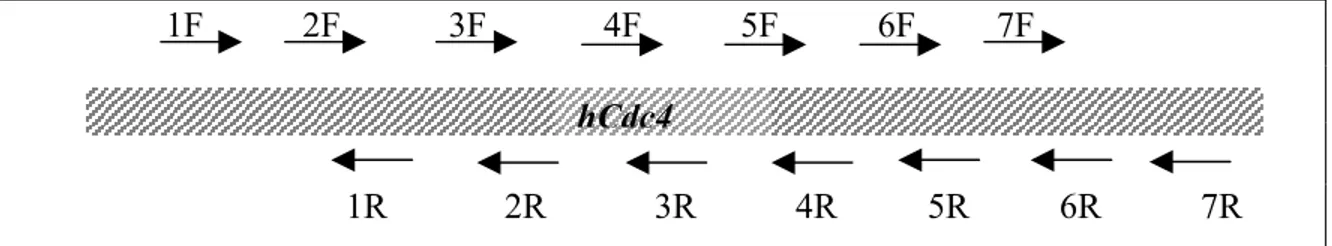 Figure 2.1: Positions of hCdc4 specific primers 