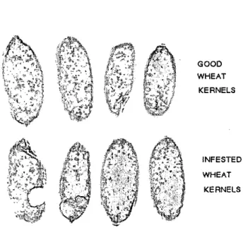 Fig.  1.  A  sample of  good  and  insect damaged  kernel  pic-  tures. 