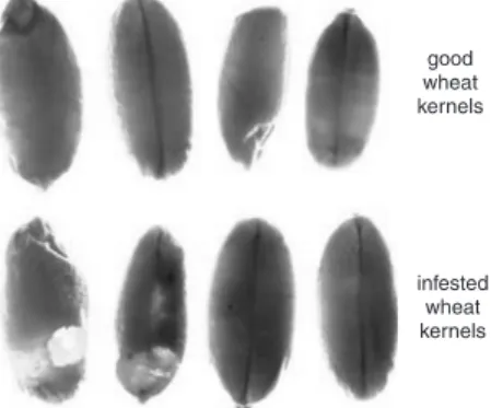 Fig. 1 Sample of good and insect damaged kernel pictures