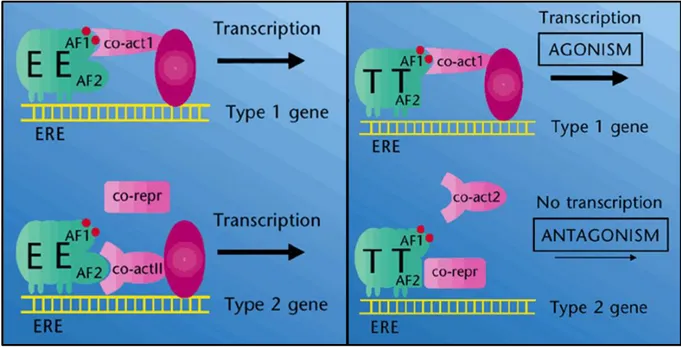 Figure 3: Tamoxifen does not inhibit but alters transcriptional activity of ER. On the left, figure  illustrates binding of estradiol (E) to ER, which subsequently synergizes with activation factor 1 and 2  (AF1 and AF2) upon dimerization to further transl