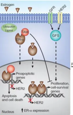 Figure  4:  Schematic  representation  of  over-simplified  tamoxifen  sensitiveness  and  resistance  mechanisms