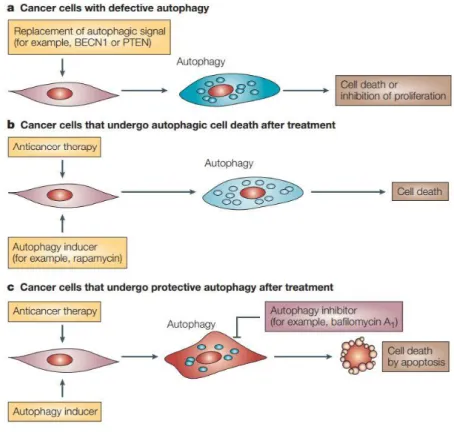 Figure 5: Schematic representation of modulation of autophagy in cancer.  (A) When cancer cells  are re-introduced with absent or defective autophagic proteins, autophagy is induced and results in cell  death