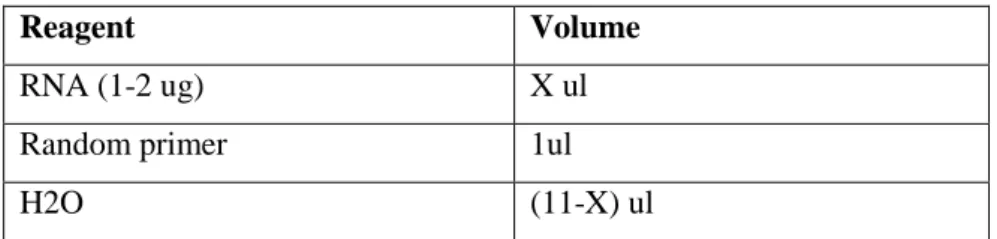 Table 2. Components of first step of RT reaction. 