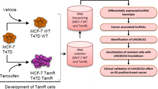 Figure 6. Overall workflow of the study. Acquired tamoxifen resistant cell lines were developed (in  case of T47D-TamR) using ERα-positive breast cancer cell lines, MCF7 and T47D