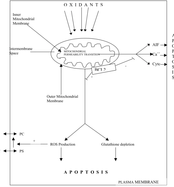 Figure 2: Intrinsic pathway (Goel and Khanduja, 1998) AIF: apoptosis inducing  factor; Cyt C: cytochrome C; Ca ++ : calcium; ROS:  reactive oxygen species; PS: 