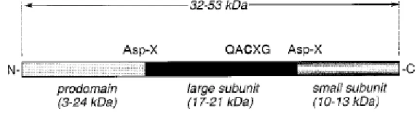 Figure 3: Caspase proenzyme organization (Nicholson, 1999). 