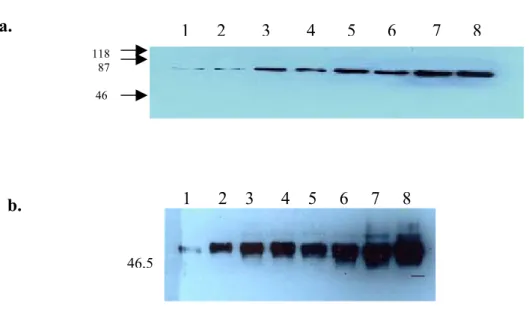 Figure 8.  Different protein concentrations with 9C11. Lysates that had been  obtained from both apoptotic and non-apoptotic Huh7   cells were run in 10%  SDS-PAGE at concentrations indicated below and transferred to PVDF membrane
