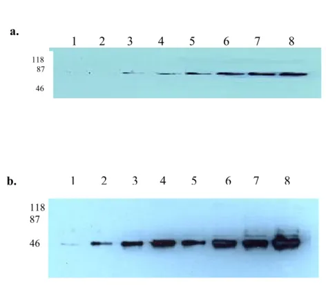 Figure 9. Different protein concentrations with 6D5. Lysates that had been  obtained from both apoptotic and non-apoptotic Huh7   cells were run in 10%  SDS-PAGE at concentrations indicated below and transferred to PVDF membrane