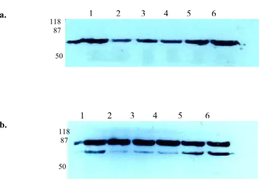Figure 10. Kinetic assay in UV-induced apoptosis. 