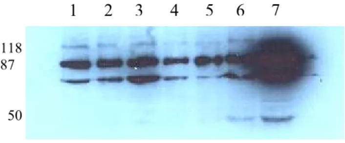 Figure 13. Kinetic assay in starvation with 9C11 