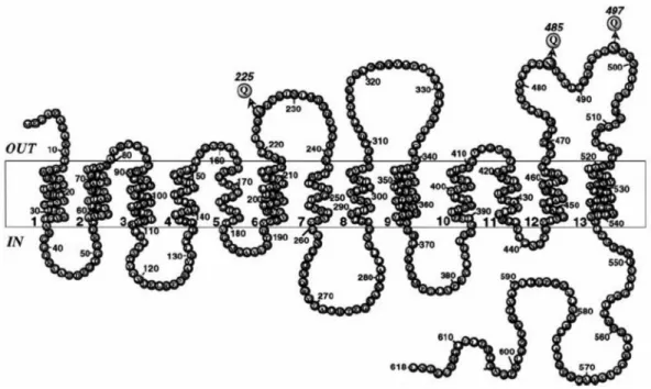 Figure 1.1. The current model for the secondary structure of NIS. In this revised  model, NIS contains 13 transmembrane helices