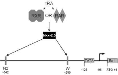 Figure 1.4. Regulatory elements involved in Nkx-2.5 dependant transcription of NIS  in MCF-7