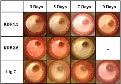 Fig. 10. Representative cornea images from CAA for KDR1.3, KDR2.6, and Lig7 scFvs. Cornea images were taken under microscope (Carl-Zeiss) after the treatment of CAA with KDR1.3, KDR2.6, and Lig7 scFvs at days 3, 5, 7, and 9 for the calculations of the degr
