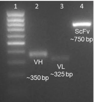Fig. 2. Phage ELISA of randomly selected colonies obtained from the transformation of E