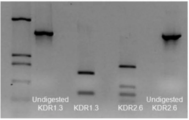 Fig. 3. BstNI digestion proﬁle of KDR1.3 and KDR2.6 scFv clones.