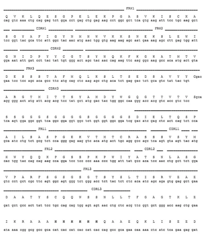 Fig. 5. Protein and DNA sequences of KDR2.6 scFv and the placement of complementarity-determining regions and framework region (FR) predicted by V-QUEST from the IMGT web site [51] (http://www.imgt.org)