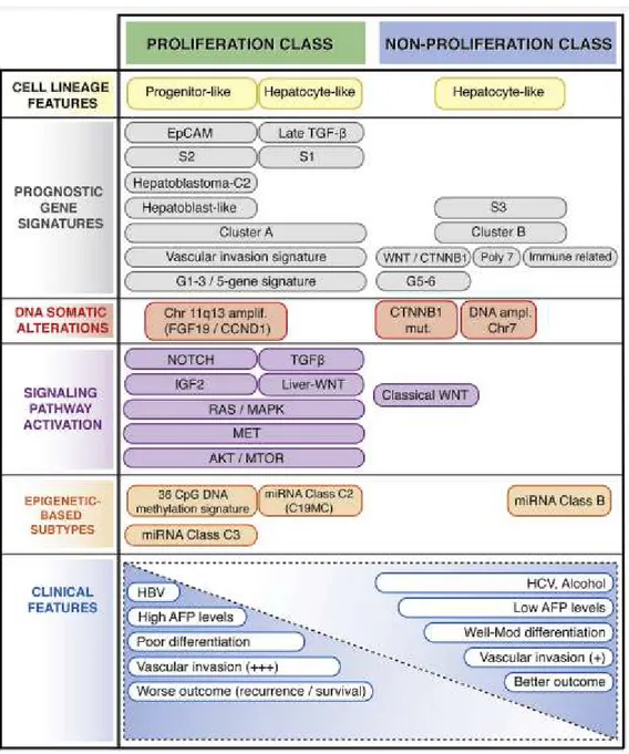 Figure 1.2 Molecular classes and related histological and clinical features of HCCs.Adapted  from Zucman-Rossi J