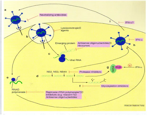 Figure 1.1: Novel therapeutic strategies to block hepatitis C virus (HCV) replication