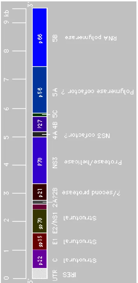 Figure 1.2: Schematic representation of HCV genome 