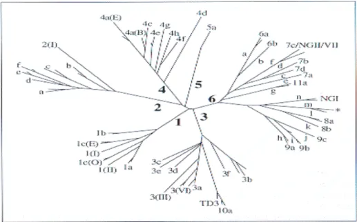 Figure 1.3: Phylogenetic analysis of nucleotide sequences from part of the HCV NS5B region amplified 