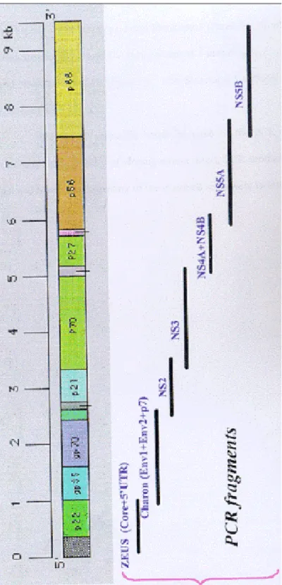 Figure 2.1: Amplification Strategy of HCV Genome 